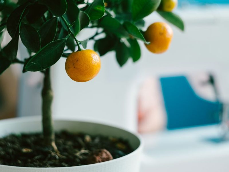 Limonero con frutos en una maceta grande