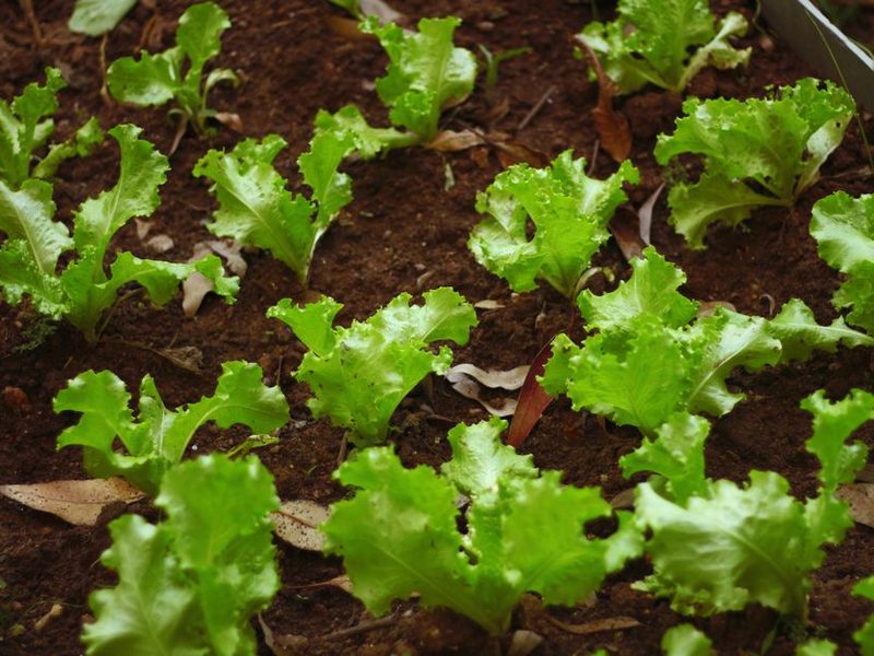 Cantero con lechugas y verduras