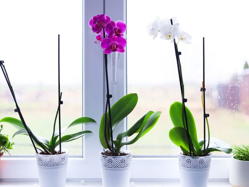 Orquídea Phalaenopsis con flores