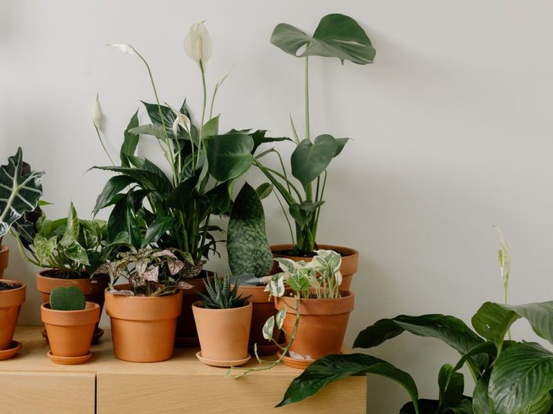 Estante con monstera, potus y otras plantas de interior